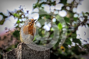 European robin bird perching on a concrete post against a blurred background