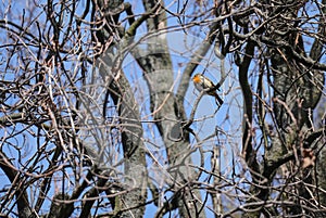 European robin bird sits in the branches of a tree against the blue sky in spring