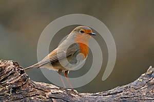 European Robin bird sitting on old wood at sunset,closeup