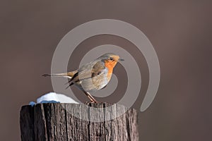 The european robin bird sitting on tree stump