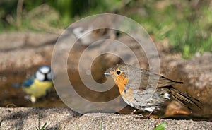 European Robin Bird