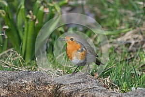 European Robin Bird