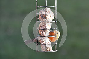A European robin at a birdfeeder in a garden