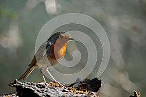 European Robin, birdin nature