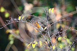 European robin on a branch