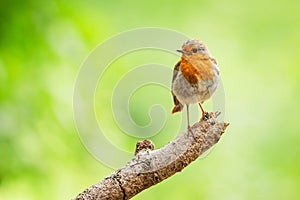 The European robin, a cute small passerine songbird