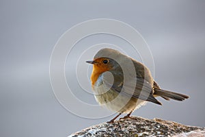 European Robin