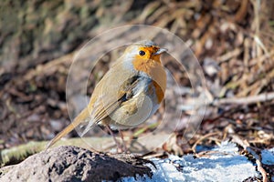 European robin in Denmark at winter season