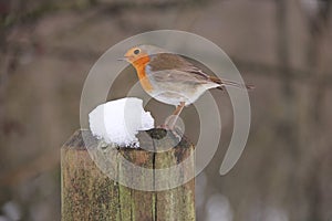 European Robin,Erithacus rubecola