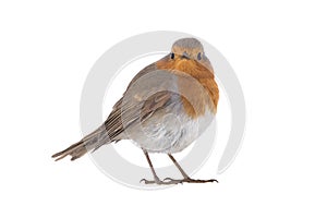 European robin Erithacus rubecula