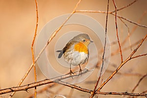 A European Robin erithacus rubecula