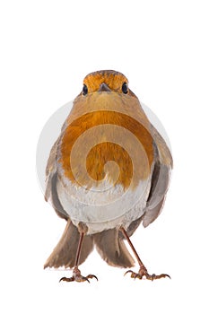 European robin Erithacus rubecula
