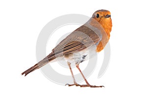 European robin Erithacus rubecula