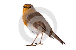 European robin Erithacus rubecula