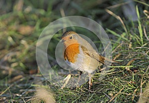 European Robin - Erithacus rubecula