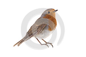 European robin Erithacus rubecula