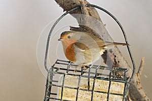 European Robin - Erithacus rubecula