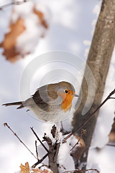 European Robin (Erithacus rubecula) photo