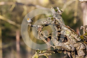 European robin / Erithacus rubecula