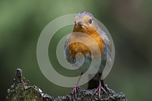 European Robin (Erithacus rubecula)