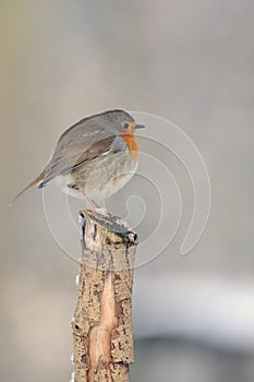 European robin (erithacus rubecula)