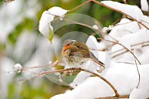 European Robin (Erithacus rubecula) photo