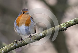 European Robin Erithacus rubecula