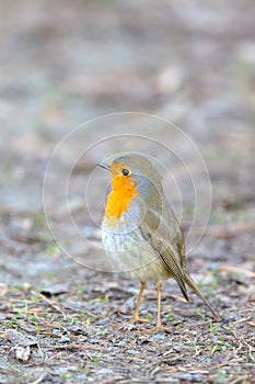 European robin Erithacus rubecula