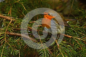 European robin, Erithacus rubecula