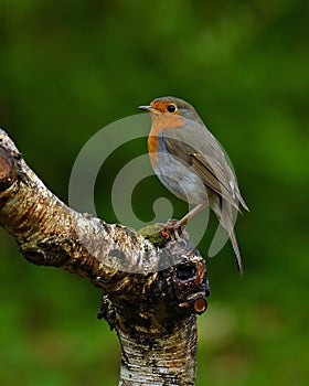 European robin, Erithacus rubecula