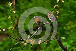 European robin, Erithacus rubecula