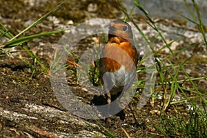 European robin, Erithacus rubecula