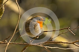 European robin - Erithacus rubecula