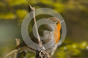 European robin - Erithacus rubecula