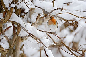 The European Robin (Erithacus rubecula) photo