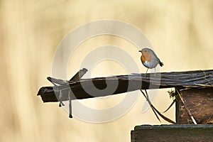 European Robin (Erithacus rubecula)