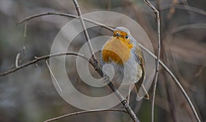 European Robin (Erithacus rubecula)