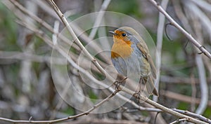 European Robin (Erithacus rubecula)