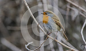 European Robin (Erithacus rubecula)