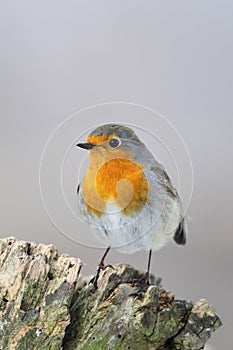 European Robin (Erithacus rubecula)