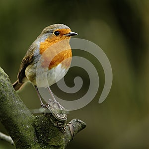 A European Robin (Erithacus rubecula).