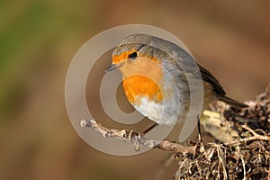 European Robin - Erithacus rubecula