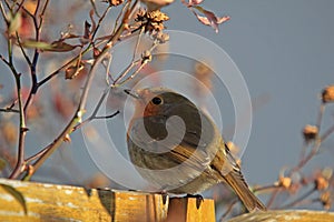 European Robin (Erithacus rubecula)