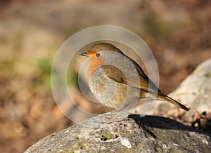 European Robin Erithacus rubecula