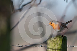 European Robin - Erithacus rubecula