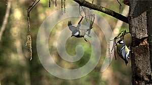 European Robin, erithacus rubecula, Adult Landing on Tree Trunk, Taking off and Flying