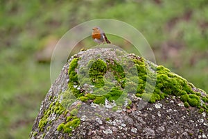 European Robin - Erithacus rubecula, beautiful red breasted perching bird