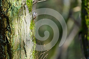 European Robin (Erithacus rubecula). Bird on a branch