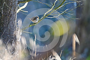 European Robin (Erithacus rubecula). Bird on a branch