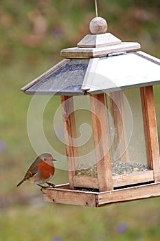 European Robin / Erithacus rubecula at a bird feeder